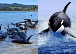 Giải mã bí ẩn hàng trăm cá heo mắc cạn