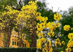 Hà Nội: 4 địa điểm check-in hoa phong linh vàng rực rỡ thu hút giới trẻ