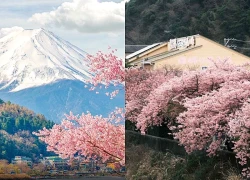 Hoa anh đào vào mùa, tour Nhật Bản thu hút du khách Việt