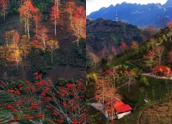 Hoa gạo 'thắp lửa' khắp núi rừng Tây Bắc