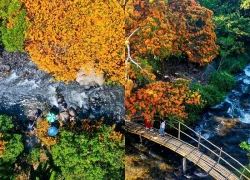 Hoa trang rừng nở rộ - 'nàng thơ' của đại ngàn Gia Lai thức giấc