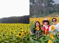 Rực vàng cánh đồng hoa hướng dương ở Kim Liên, du khách đổ xô check-in