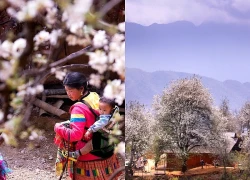 Sơn La: Ngỡ ngàng mùa hoa sơn tra nở trắng bản Nậm Nghiệp