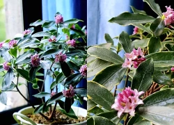 3 loài hoa dễ trồng, chạm đất là sống: Vài năm sau thân còn hóa gỗ, dáng đẹp như bonsai tiền triệu