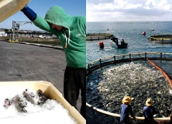 Biến đổi khí hậu có nguy cơ làm cạn kiệt sản lượng đánh bắt cá toàn cầu