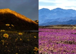 Cảnh tượng hiếm thấy ở Thung lũng Chết sau 10 năm