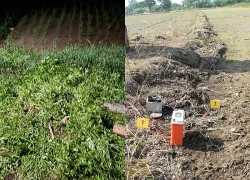 Công an cảnh báo việc dùng dây điện bẫy chuột làm chết người