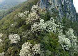 Đẹp như "tuyết trắng", hoa thàn mát phủ kín núi rừng xứ Thanh