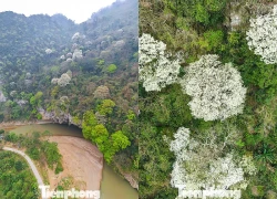 Loài cây nở hoa nhuộm trắng núi rừng Thanh Hóa