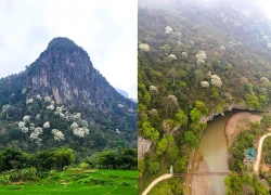 VIDEO: Ngây ngất với loài hoa nở trắng rừng xứ Thanh