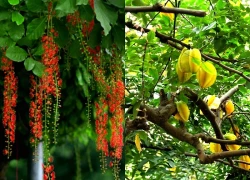 10 loại cây may mắn nên trồng trước sân nhà