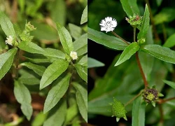 Loại cây mọc hoang, chữa chảy máu cam, bổ thận cực hiệu quả