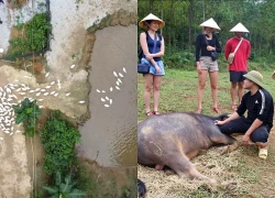 Quảng Bình: Trải nghiệm 'massage vịt' và cưỡi trâu độc đáo tại Phong Nha