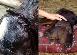 Bê 2 đầu, 4 mắt vừa sinh ra đã chết, người dân vội đi chôn