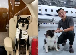 Bỏ ra hàng chục nghìn USD chỉ để bay cùng thú cưng