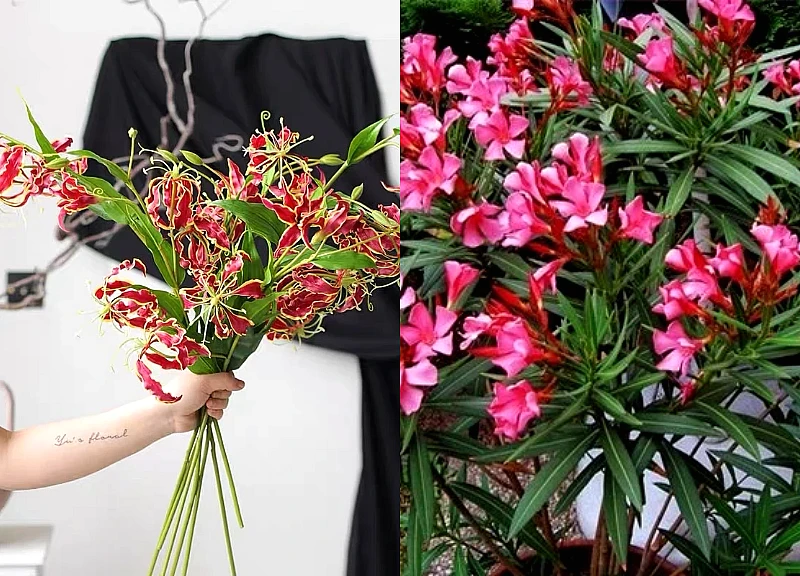 Ông bà dặn: Tuy rất đẹp nhưng đừng dại mà trồng 3 loài cây này trong nhà, vừa xui rủi, vừa ảnh hưởng sức khỏe