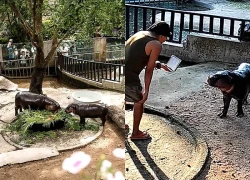 Thái Lan: Leo rào vào chuồng hà mã nổi tiếng, người đàn ông nhận kết đắng