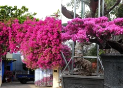 4 niềm vui, 3 nỗi sợ khi chơi hoa giấy