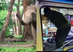 Đi vệ sinh lúc rạng sáng, cụ ông 87 tuổi bất ngờ chạm trán "sinh vật khổng lồ": Cái kết ám ảnh