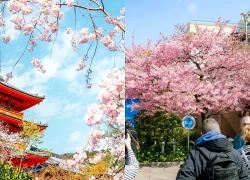 Du khách chiêm ngưỡng hoa anh đào nở sớm ở Tokyo, Nhật Bản