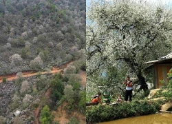 Hoa sơn tra giữa đại ngàn Tây Bắc