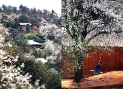 Hoa sơn tra nở trắng rừng Tây Bắc