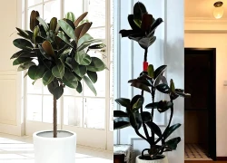 Loại cây lá non đỏ rực mang niềm tin may mắn và thịnh vượng, chinh phục mọi không gian sống