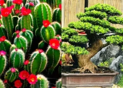 Loại cây trừ tà, đuổi ma theo phong thủy nên trồng