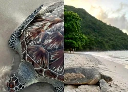 Nhiều sinh vật biển quý hiếm liên tiếp dạt vào bờ biển Lâm Đồng