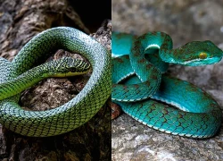 Phát hiện các loài mới trong hang động Campuchia