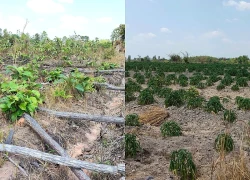 Khởi tố 4 vụ án hủy hoại rừng