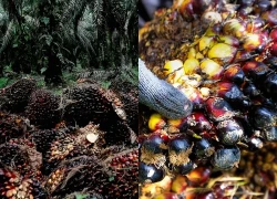 Xung đột Trung Đông thúc đẩy nhu cầu nhiên liệu thay thế