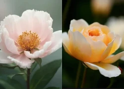 3 ngày sinh Âm lịch có số 'phú quý từ trong trứng nước'