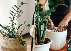 6 việc cần làm với cây kim tiền ngay bây giờ