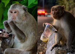 Chưa dứt cảnh du khách cho khỉ ăn kẹo, sữa chua trên bán đảo Sơn Trà