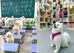 Cô gái gây tranh cãi khi chi 45 triệu đồng/tháng cho chó đi học
