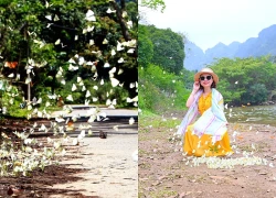 Du khách thích thú "săn" bướm rừng Cúc Phương đầu mùa