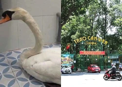 Khởi tố kẻ trộm thiên nga trắng của Thảo cầm viên Sài Gòn