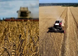 Latvia gia hạn lệnh cấm nhập khẩu ngũ cốc từ Nga và Belarus