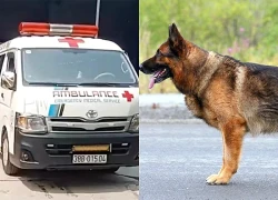 Người đàn ông bị chó becgie nhà cắn tử vong, vợ bất lực không thể cứu chồng