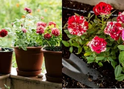 Bí quyết trồng hoa hồng tại nhà: Dễ chăm, hoa nở rực rỡ quanh năm