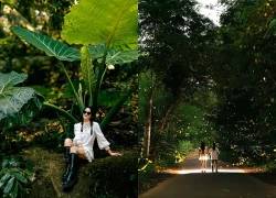 Check - in cây ráy khổng lồ đang hot rần rần, nơi du khách bỗng hóa 'người tí hon' giữa rừng già!