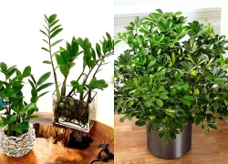 Người mệnh Thủy để cây gì trên bàn khơi thông dòng chảy tài lộc