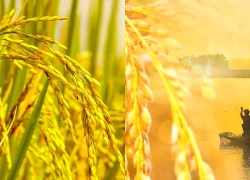 Nguồn gốc và ý nghĩa thành ngữ "Lúa chín cúi đầu"