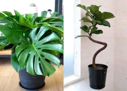 Top cây cảnh 'hot trend' phủ sóng mạng xã hội, giới trẻ mê mẩn