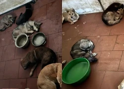 Bắt giữ ổ nhóm chuyên trộm chó bằng súng điện ở Hà Nội