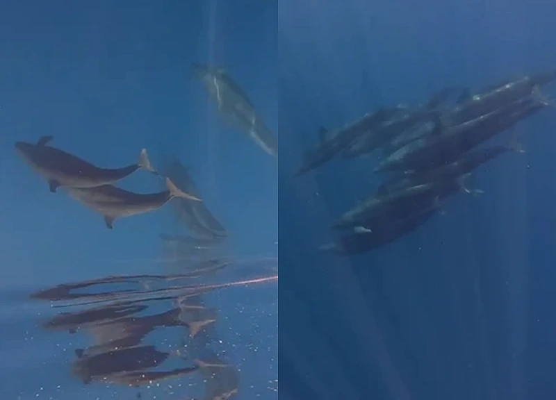 Hiện tượng hiếm gặp: Cá voi vờn sóng, phô diễn sống động ở Phú Quý