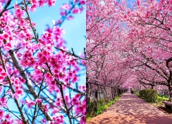 AI và bài toán dự báo mùa hoa anh đào nở