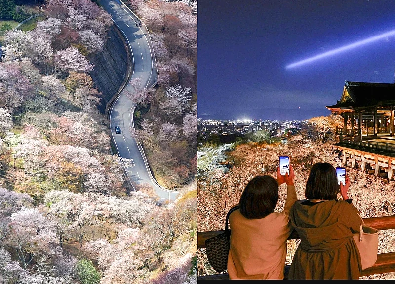 Cảnh mùa hoa anh đào ngoạn mục tại Nhật Bản