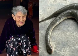 Con rắn cắn cụ bà 92 tuổi tại Hà Tĩnh là loài gì, có độc không?